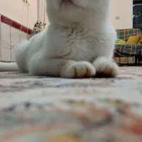 گربه گربه 8ماهه نر برتیش