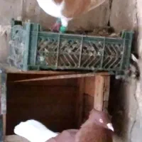 کبوتر چپی وسرخ دمسفید