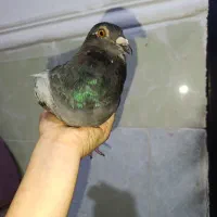 کبوتر