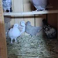 کفترا همه درجه یک من شب اومده روی بوم.