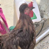 خروس|حیوانات مزرعه|مسجد سلیمان, |دیوار