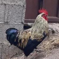 خروس گیلک  اصیل