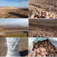 نهال|خدمات باغبانی و درختکاری|ملایر, |دیوار