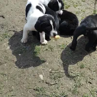 توله ماده دوتا نسل شکاری قیمت هرکدام ۸۰۰تومان