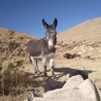 خر یا الاغ فروشی گله ای|حیوانات مزرعه|بلداجی, |دیوار