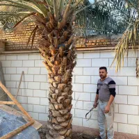 تمیز کردن تنه درخت