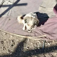 سگ پا کوتاه|سگ|کرمان, |دیوار