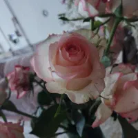رز صورتی