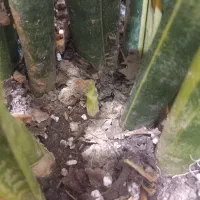 گل سانسوریاابلق|گل و گیاه طبیعی|تهران, خاوران|دیوار