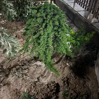 باغ بسیار شیک تمیز|فروش زمین و ملک کلنگی|اصفهان, احمدآباد|دیوار