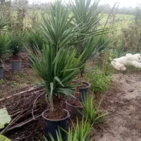 تعداد 13 عدد گل یوکا|گل و گیاه طبیعی|خمام, |دیوار