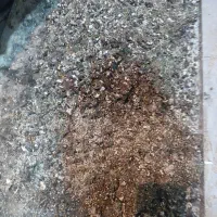 کود بلدرچین