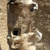 دوعددبره چاق چله