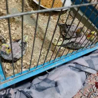 عروس هلندی واکسن خورده|پرنده|پاکدشت, پاکدشت (مامازند)|دیوار