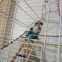 پرنده کوتوله برزیلی|پرنده|شیراز, شهرک امام حسین|دیوار