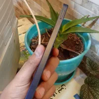 گوشی‌سامسونگ‌ A06|موبایل|ارومیه, |دیوار