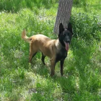 مالینویز مالینیوز