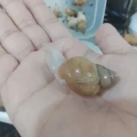 حلزون جید وآلبینو بامزه