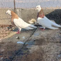 کفتر طوقی سالم