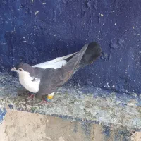 ماده چپ دم|پرنده|اهواز, امانیه|دیوار