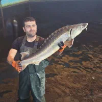 کارگر پرورش ماهی خاویاری