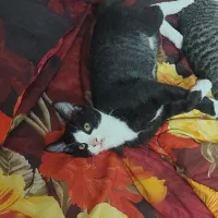 گربه