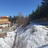 سگ پیدا شده