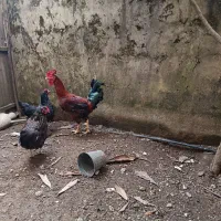 فروش دو عدد خروس جوان و چاق|حیوانات مزرعه|عباسآباد, |دیوار