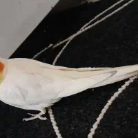 عروس هلندی|پرنده|شیراز, جوادیه|دیوار