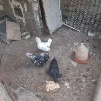 مرغ گلین و مرندی ۳عدد باهم|حیوانات مزرعه|هشتگرد, خور|دیوار