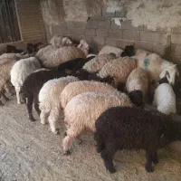 بره وگوسفند