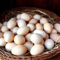 تخم‌مرغ محلی