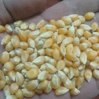 ذرت پف فیلایی