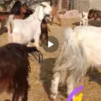 18رآس بز داشت