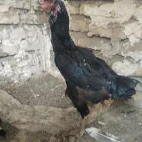 مرغ لاری