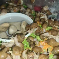 حلزون آپارتمانی|خزنده|خمین, |دیوار