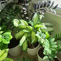 گل طبیعی|گل و گیاه طبیعی|آشخانه, |دیوار