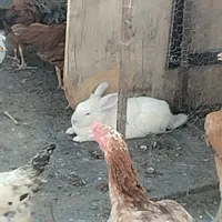 سلام خرگوش سالم و سلامت
