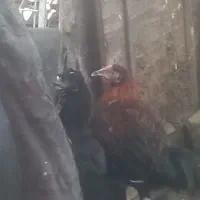 خروس محلی