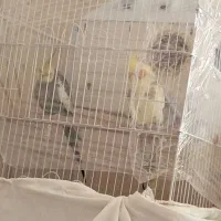 پرنده عروس هلندی و طوطی برزیلی|پرنده|پرند, فاز ۶|دیوار