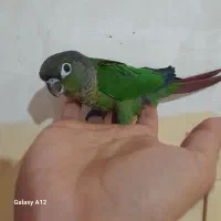 پرنده|پرنده|بهبهان, |دیوار