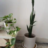 گل سانسوریا همراه گلدان سرامیکی|گل و گیاه طبیعی|گلپایگان, |دیوار