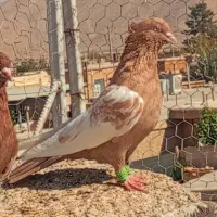 سینه زرد سینه سرخ پرشی|پرنده|شیراز, دروازه قران|دیوار