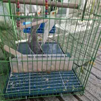 عروس هلندی
