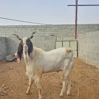 پازن پاکستانی لنگ سه قلوزا