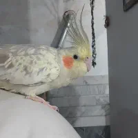 پرنده گمشده