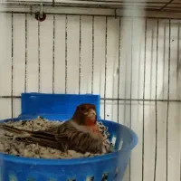 قناری.|پرنده|بندرعباس, |دیوار