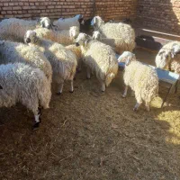 گوسفند بره  چاق