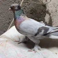کبوتر عطیقه کلکسیونی