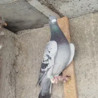 کبوتر پرشی سبز کله سیاه